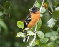 black-headed grosbeak