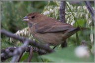 Indigo bunting