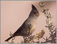 Pyrrhuloxia