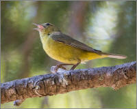 summer tanager