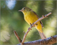 summer tanager