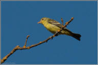 Western tanager