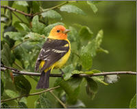 western tanager