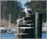 Forester's Tern