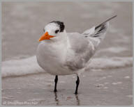 Royal Tern