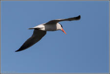 caspian tern