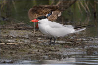 caspian tern