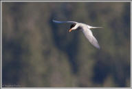 Common tern