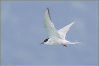 common tern