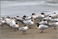 Elegant terns