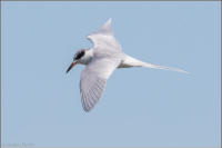 forester's tern