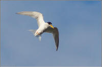 least tern