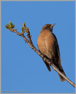 American Robin