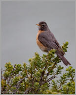 American Robin