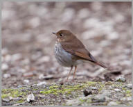 Hermit Thrush