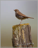 Hermit Thrush