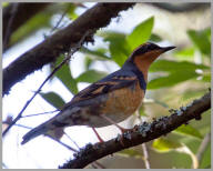 Varied Thrush