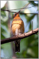 Varied Thrush