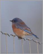 Western Bluebird