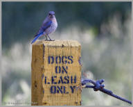 Western Bluebird