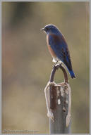 Western Bluebird