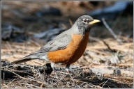 american robin