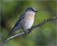 western bluebird