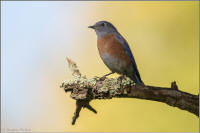 western bluebird