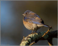 Western bluebird