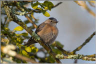 Western bluebird