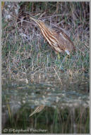American Bittern