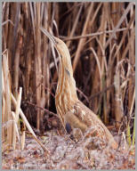 American Bittern