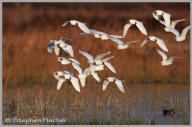 Cattle egret