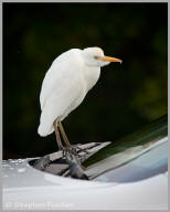 Cattle egret