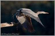 Great Blue Heron