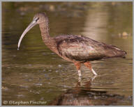 Glossy Ibis