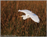 Great Egret