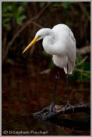 Great Egret