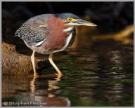 Green Heron