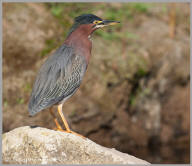 Green Heron