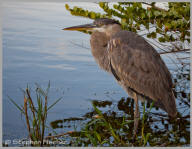 Great Blue Heron