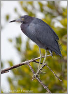 Little Blue Heron