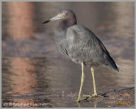 Little Blue Heron