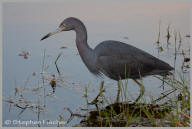 Little Blue Heron