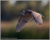 Black-crowned night heron