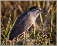 Black-crowned night heron