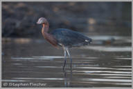 Reddish Egret