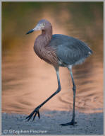 Reddish Egret