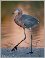 Reddish Egret