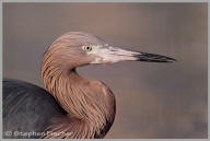 Reddish Egret